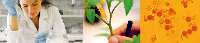 Master's Degree in Plant Genetics and Breeding